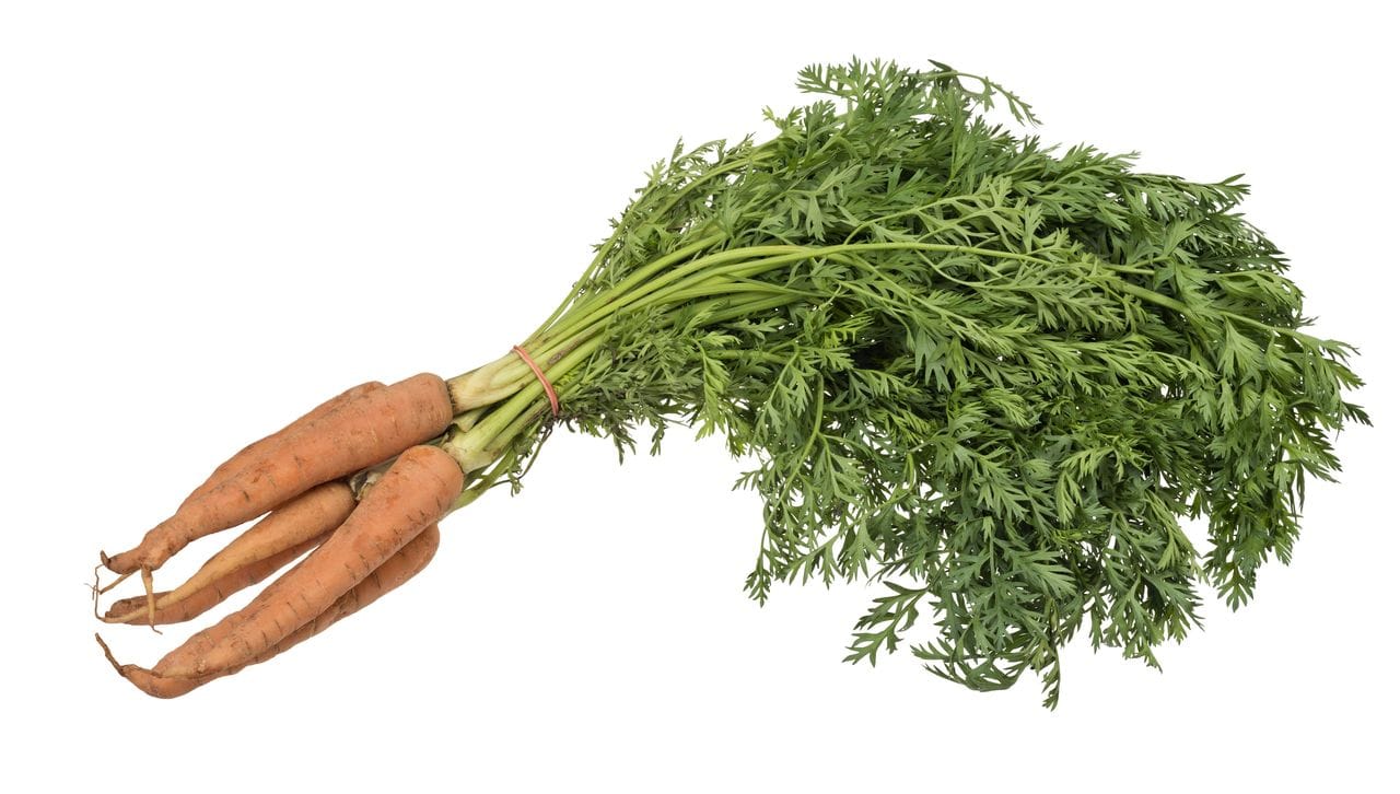 Daucus carota wild